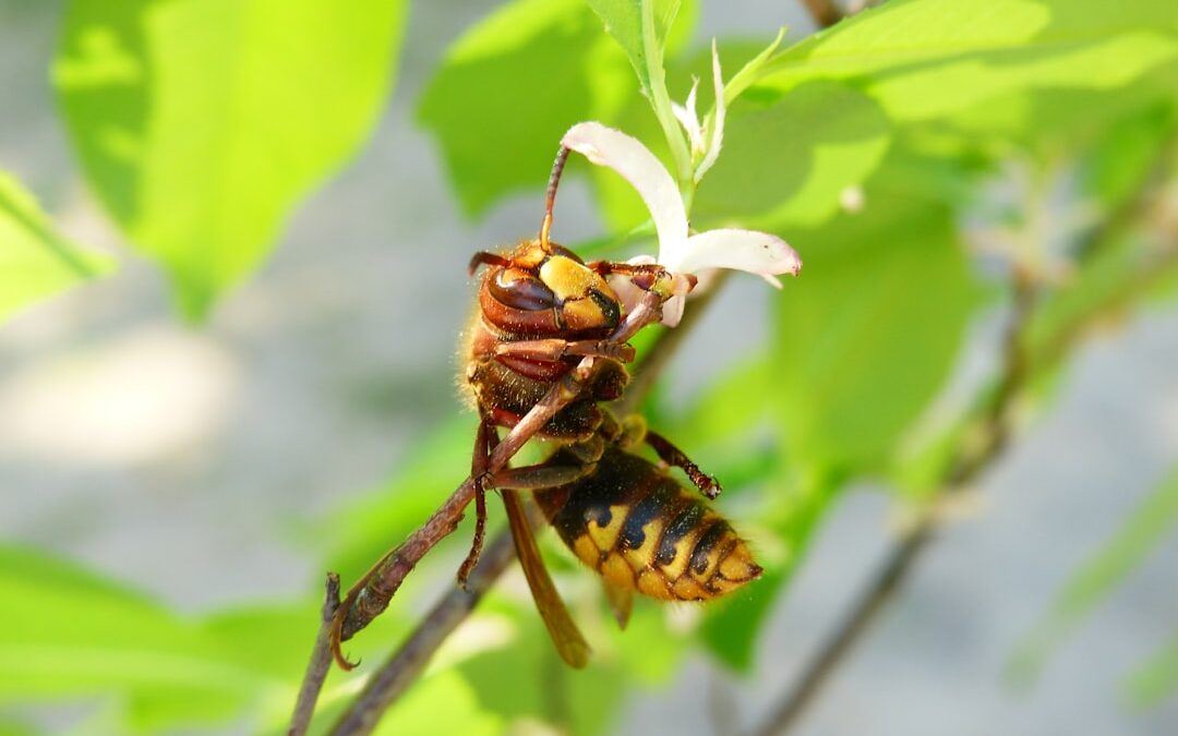 Photo wasp