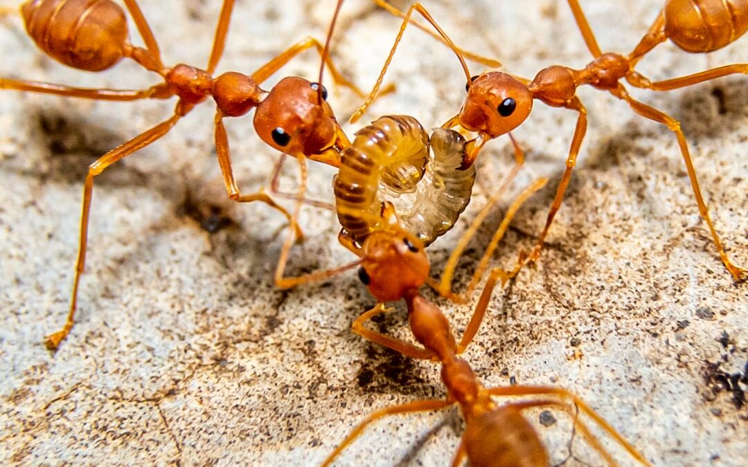Myrmekofobi – Angst for maur